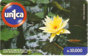 VEN-U-0469 - Lirio