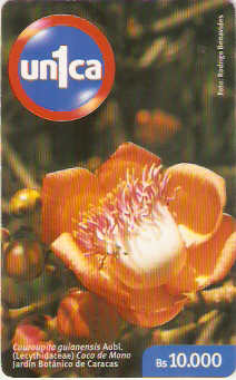 VEN-U-0473 - Couroupita Guianensis Aubl.