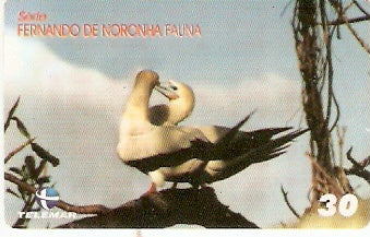 RN-213 - Fauna - 06/10