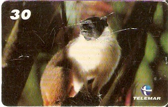 AM-158 - Sauim de Coleira