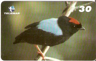 BA-196 - Aves - 03/20