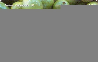 CTBC-T-0830 - Frutas do Brasil - 09/12