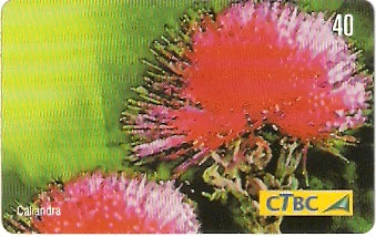 CTBC-T-0793 - Flores do Cerrado - 8/8