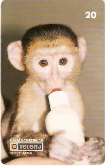 RJ-0211M - Filhotes - 3/4