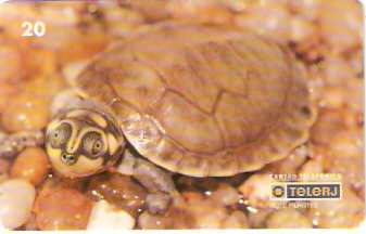 RJ-0209M - Filhotes - 1/4