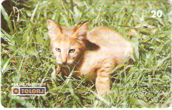 RJ-0210M - Filhotes - 2/4