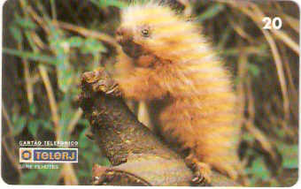 RJ-0212M - Filhotes - 4/4