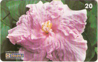 RJ-0452M - Hibiscus - 02/20