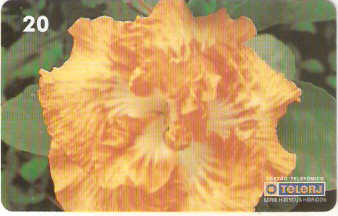 RJ-0457M - Hibiscus - 07/20