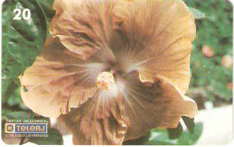 RJ-0458M - Hibiscus - 08/20
