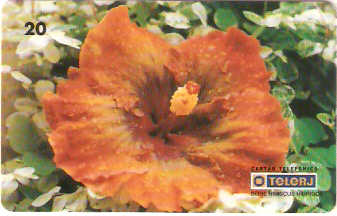 RJ-0461M - Hibiscus - 11/20