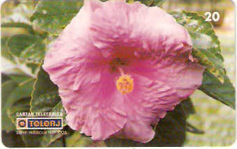 RJ-0462M - Hibiscus - 12/20