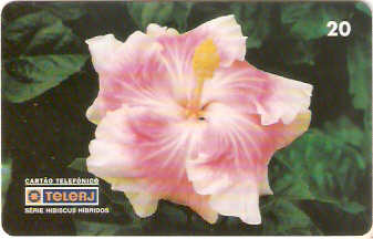 RJ-0470M - Hibiscus B1 - 17/20