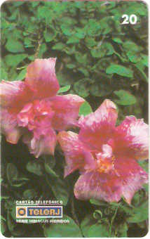 RJ-0474M - Hibiscus B1 - 19/20
