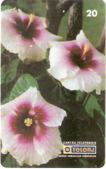 RJ-0476M - Hibiscus B1 - 20/20