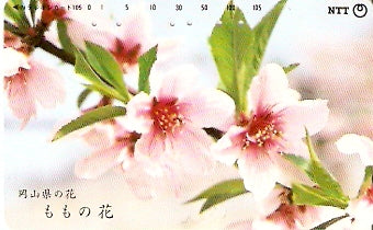 JAP-351-219