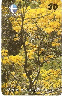 CE-307 - Pau d'Arco Amarelo