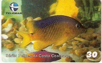 CE-421 - Donzela
