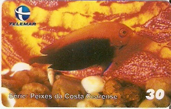 CE-419 - Centropyge Aurantonatus