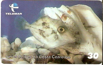 CE-420 - Cantherhines Pullus