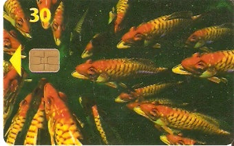 DK-D-004Ba - Peixe