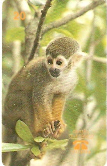 PA-004 - Macaco de Cheiro