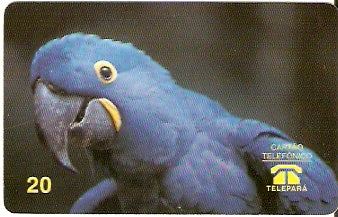 PA-002 - Arara-Azul