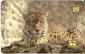 PA-006 - Onça Pintada