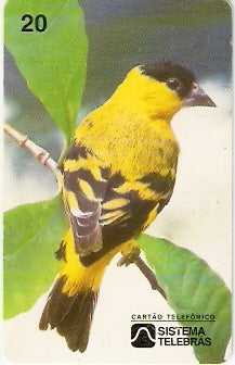 CE-017 - Pintassilgo do Nordeste