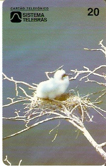 CE-024M - Filhote de Atobá