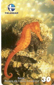 CE-415 - Cavalo Marinho