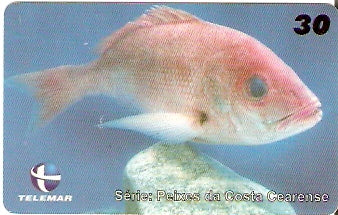 CE-426 - Pargo