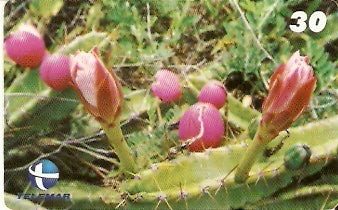 RN-075 - Flor do Xique-Xique