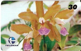 RN-077 - Cattleya Granulosa