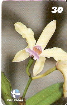 RN-106 - Cattleya Grannlisa