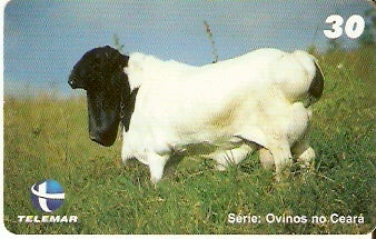 CE-485 - Ovinos - 6/7