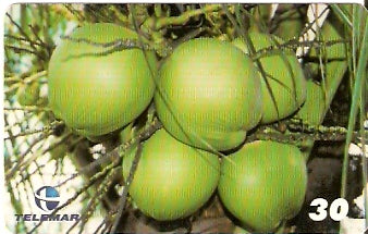PE-579 - Frutas - 07/10