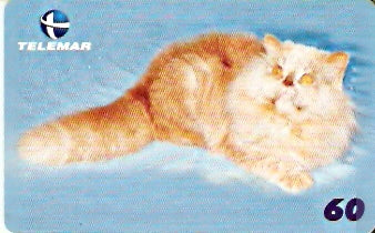 PE-706 - Gato