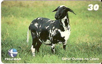 CE-557 - Ovinos - 3/7
