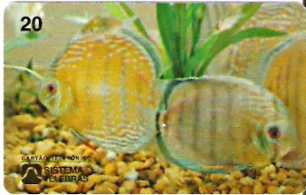 AM-005 - Peixe Ornamental