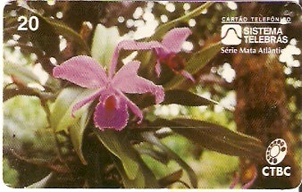 CTBC-014 - Orquídea