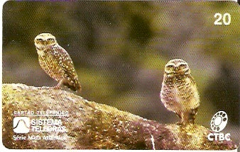 CTBC-022 - Coruja do Campo