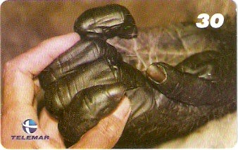 RJ-1920 - Mãos de Chimpanzé