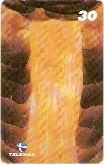 RJ-1918 - Penas de Faisão Dourado