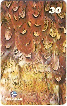 RJ-1919 - Penas de Faisão Coleira