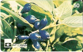 GO-024 - Fruto Azul