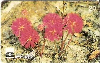 GO-031 - Pom Pom - B1