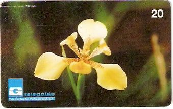 GO-034 - Orquídea