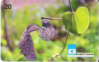 GO-037 - Papo de Peru - B2