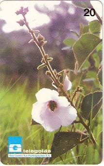 GO-038 - Flor do Cerrado - B1